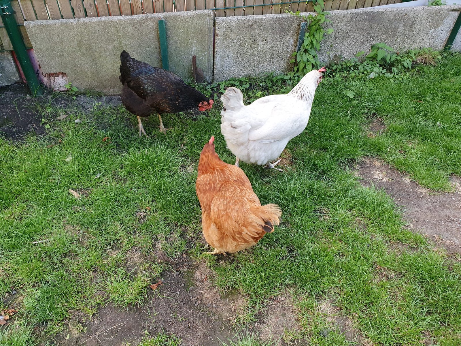 Elever des poules dans son jardin