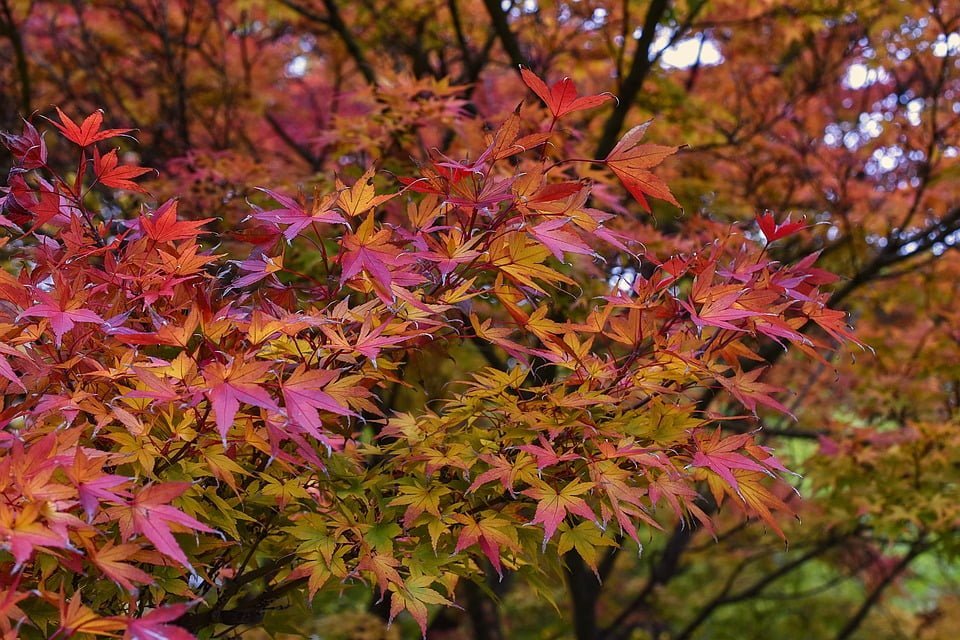 L'érable du japon, un incontournable du jardin japonais.