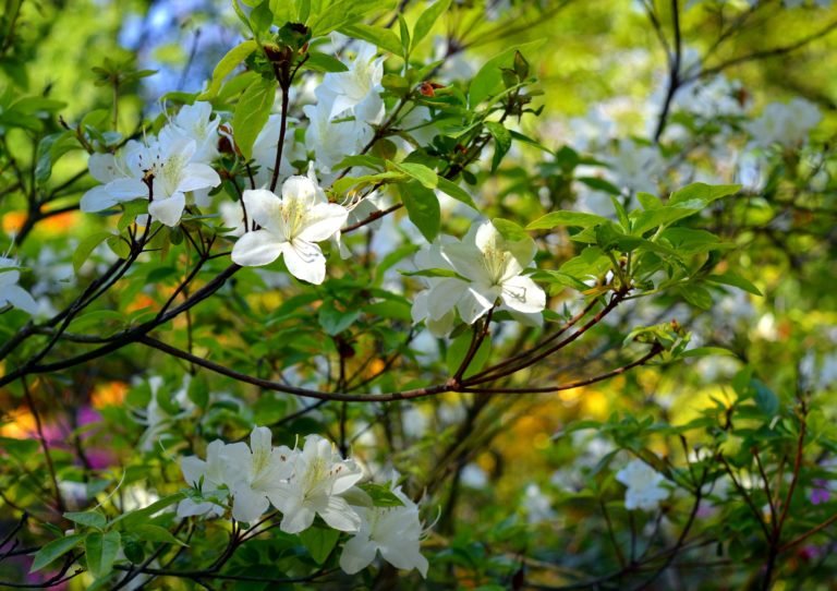 Rhododendron indicum (Azalée)
