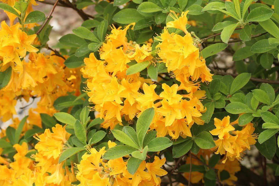 L’Azalée jaune - Rhododendron luteum