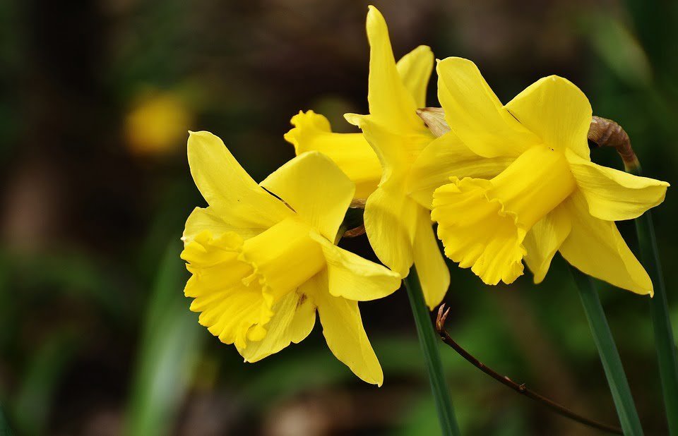 Narcisse cyclamineus jaune