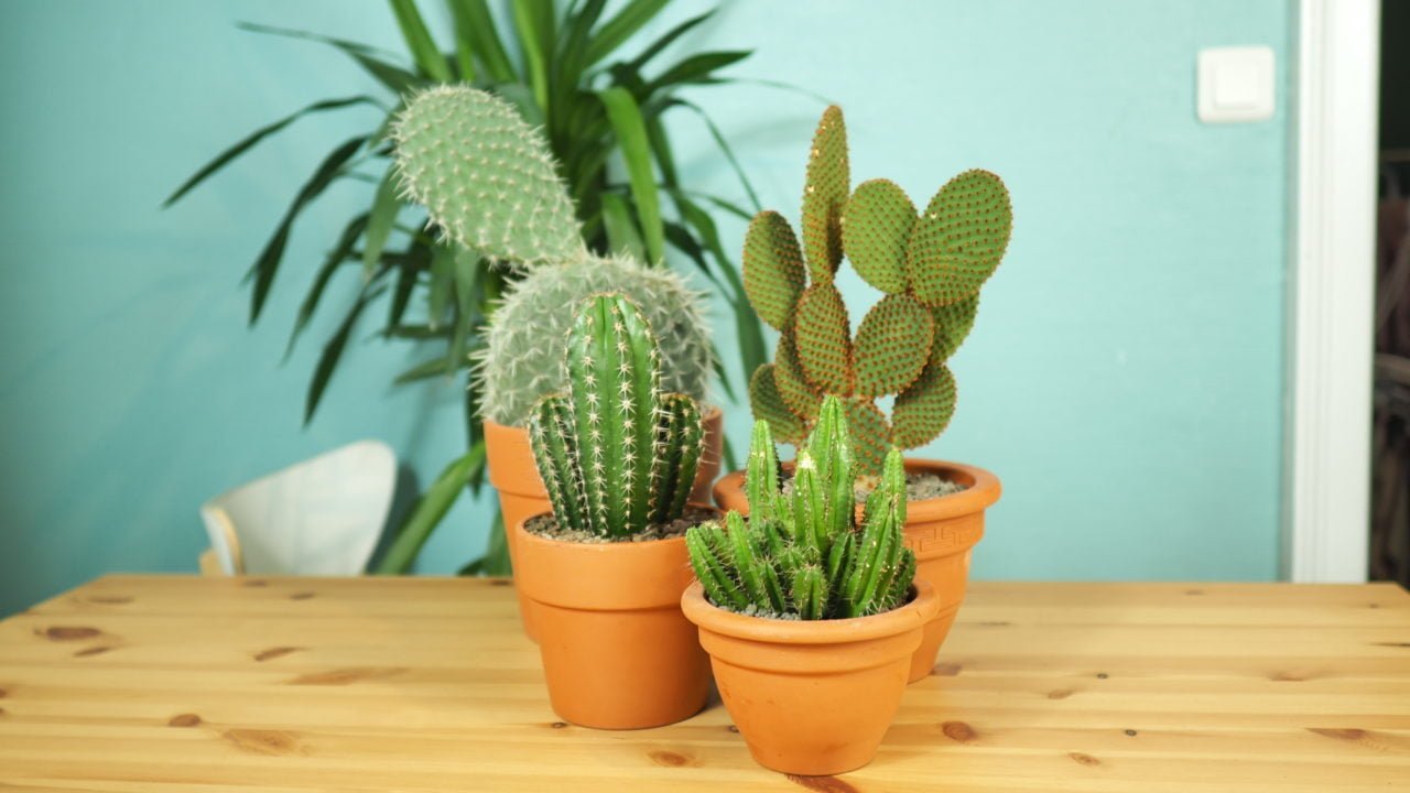 Les Cactus et succulentes pour son jardin d'intérieur