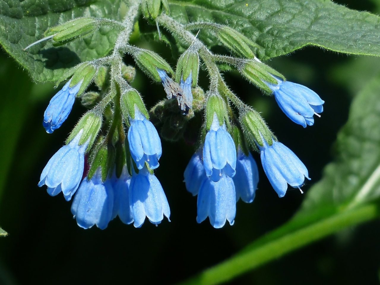 Consoudes (Symphytum), une fleur bleu pour votre jardin