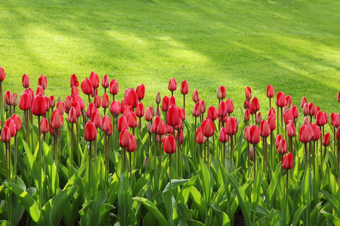 tulips bloom blossom colorful 47313