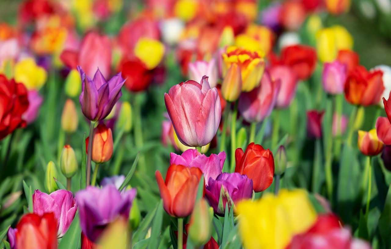 Les différentes variétés de tulipes