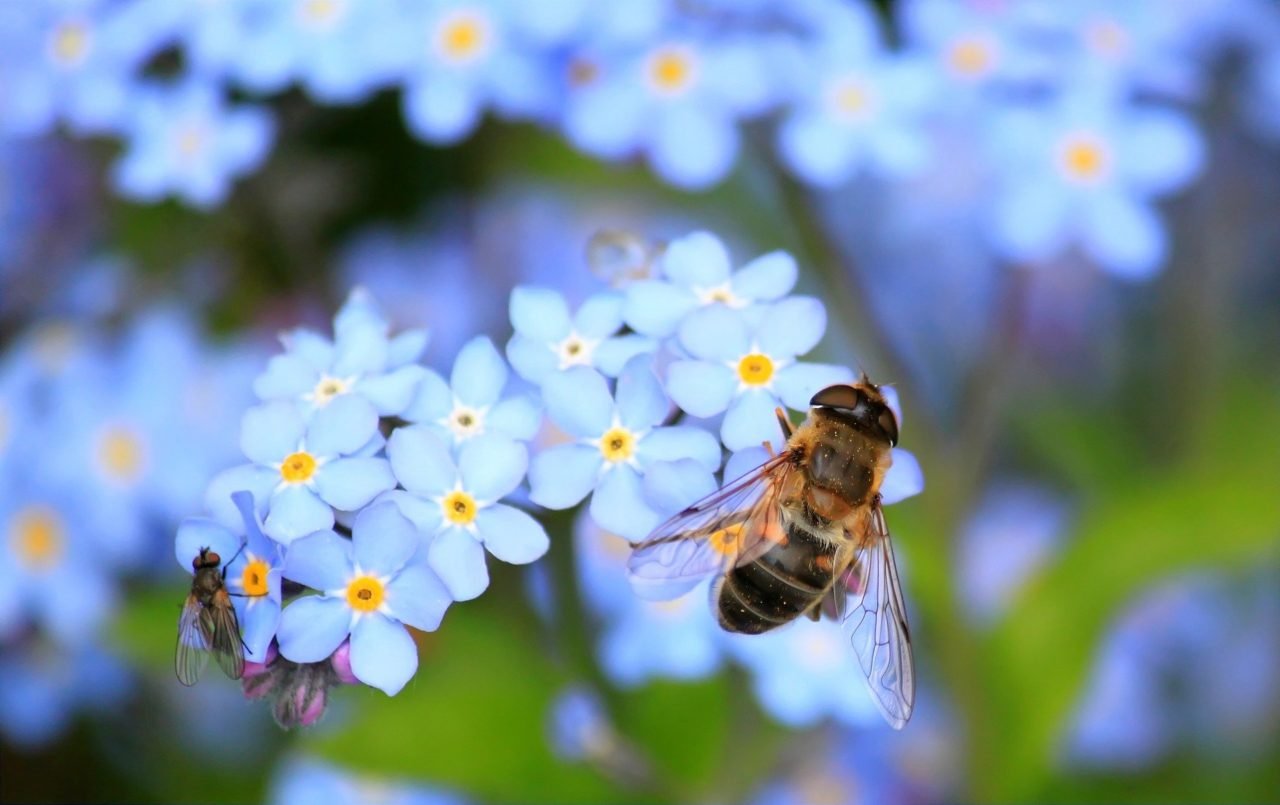 abeille butine des fleurs