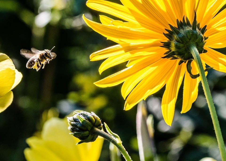 Attirer les abeilles avec fleurs