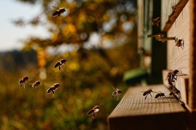 Installer une ruche dans son jardin