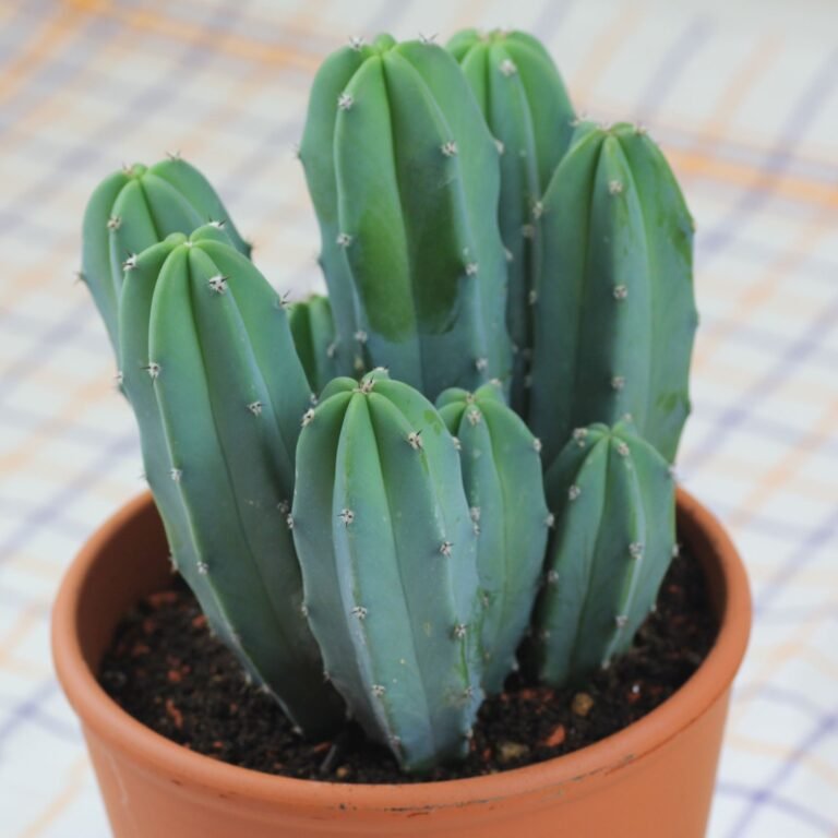 Myrtillocactus geometrizans, cactus