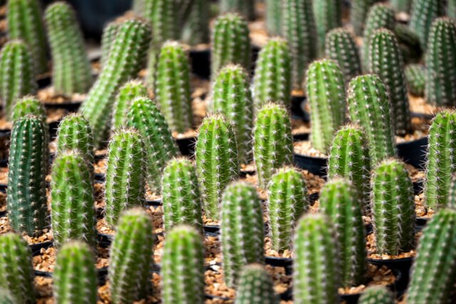 Pachycereus Pringlei Cactus
