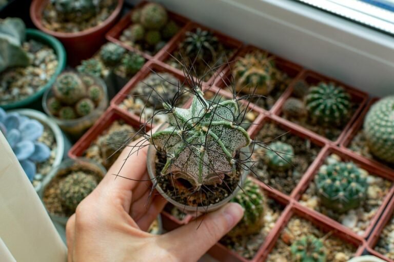 Astrophytum le cactus facile d'entretien