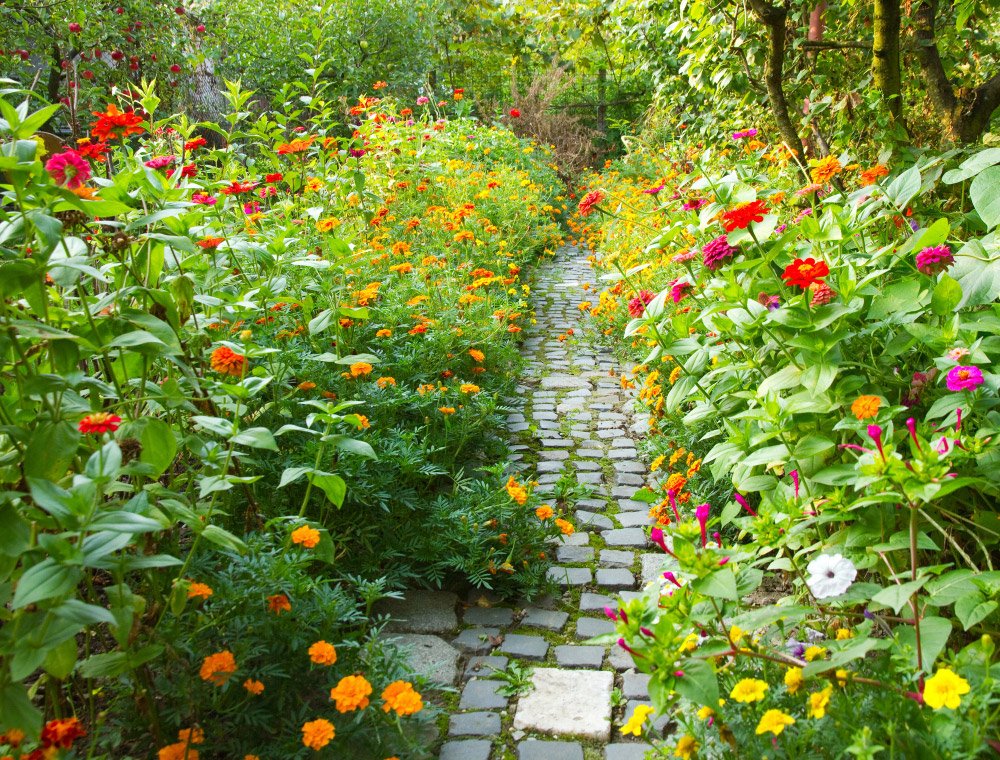 Entretenir son jardin toute l'année avec les plantes vivaces